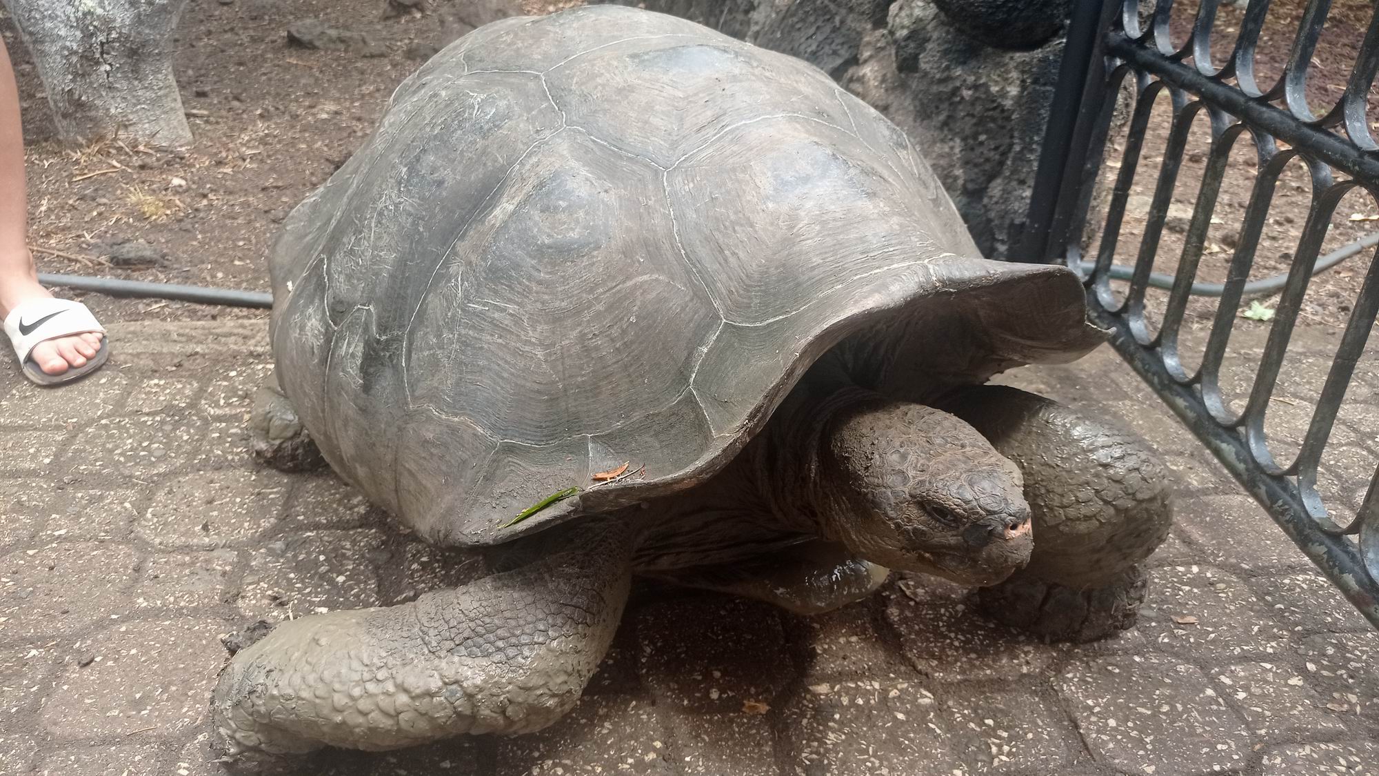 Galapagy 020