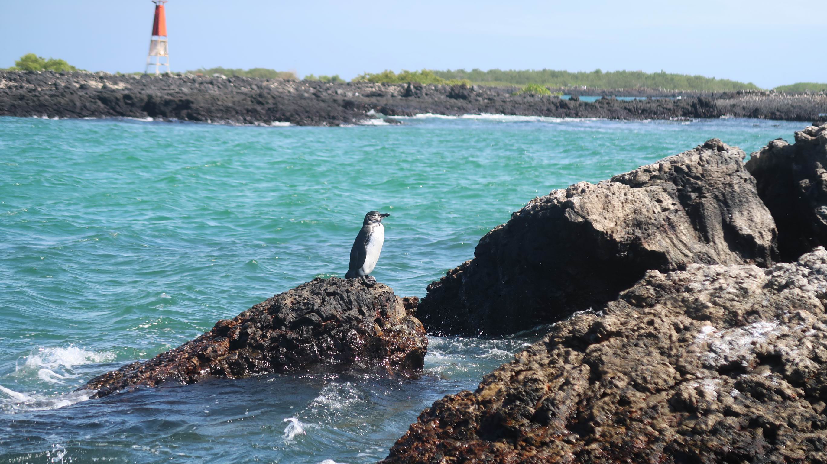Galapagy 235
