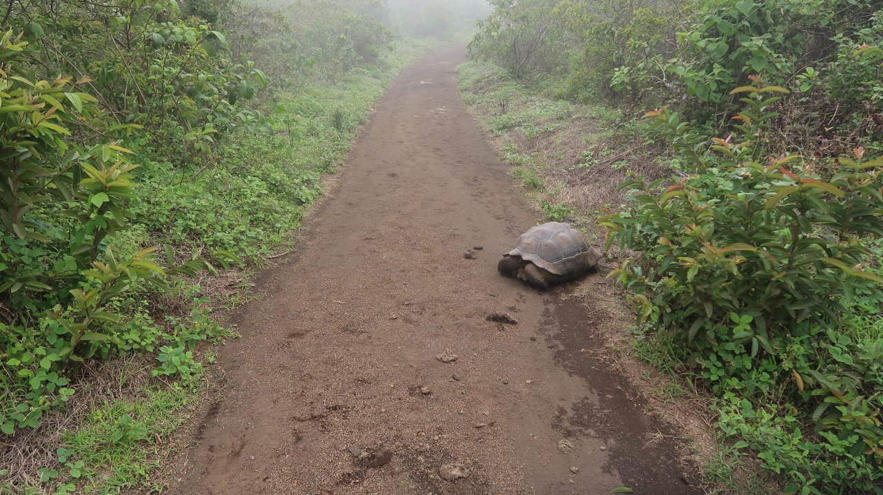 050 Galapágy